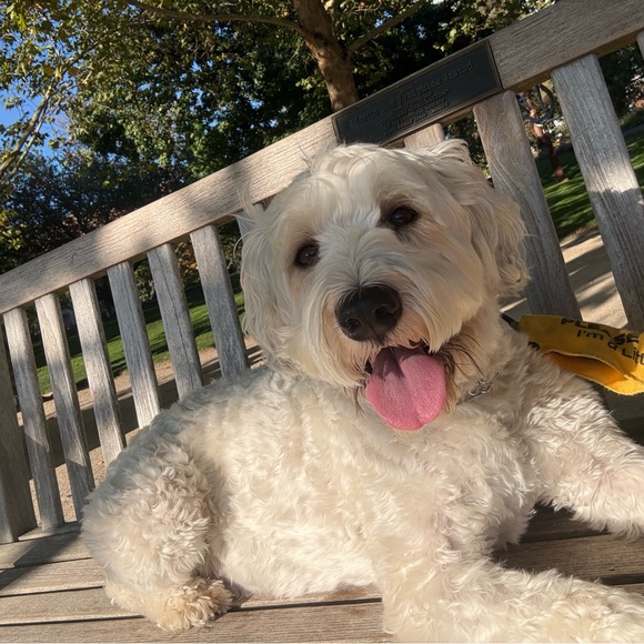 Meet your Posher, Rhecy - Picture 1 of 1